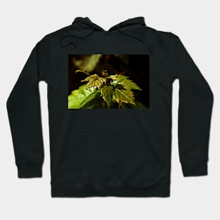 Young Grape Leaves Hoodie